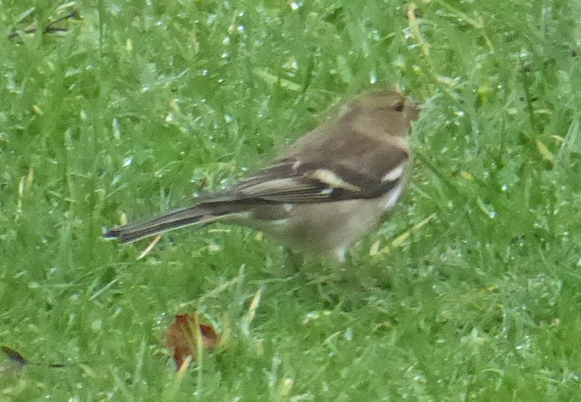 Hoe heet dit vogeltje?